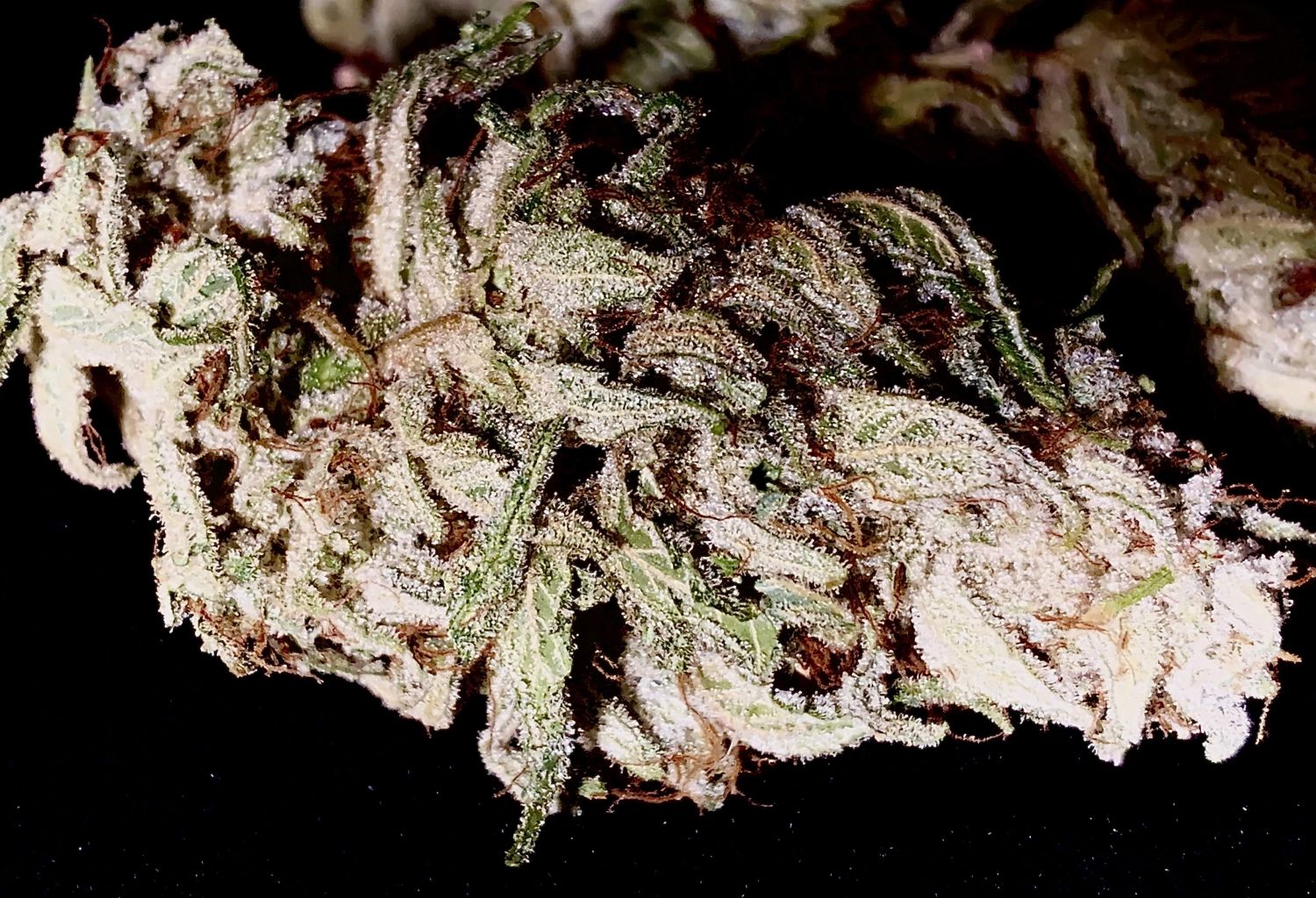 Zour Apples Strain Info / Zour Apples Weed By ETHOS GrowDiaries