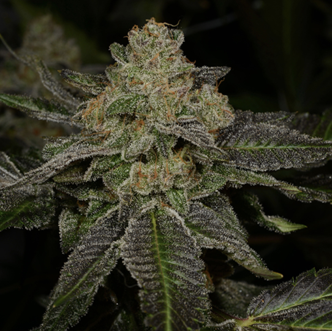 dirt-nap-strain-info-dirt-nap-weed-by-archive-seed-bank-growdiaries