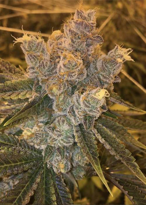 Orangeade Strain Info / Orangeade Weed By Symbiotic GrowDiaries