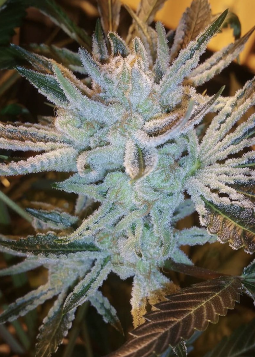 Orangeade Strain Info / Orangeade Weed By Symbiotic GrowDiaries