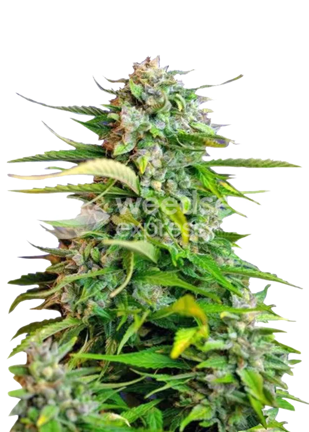 Critical autoflower seeds Strain Info / Critical autoflower seeds Weed