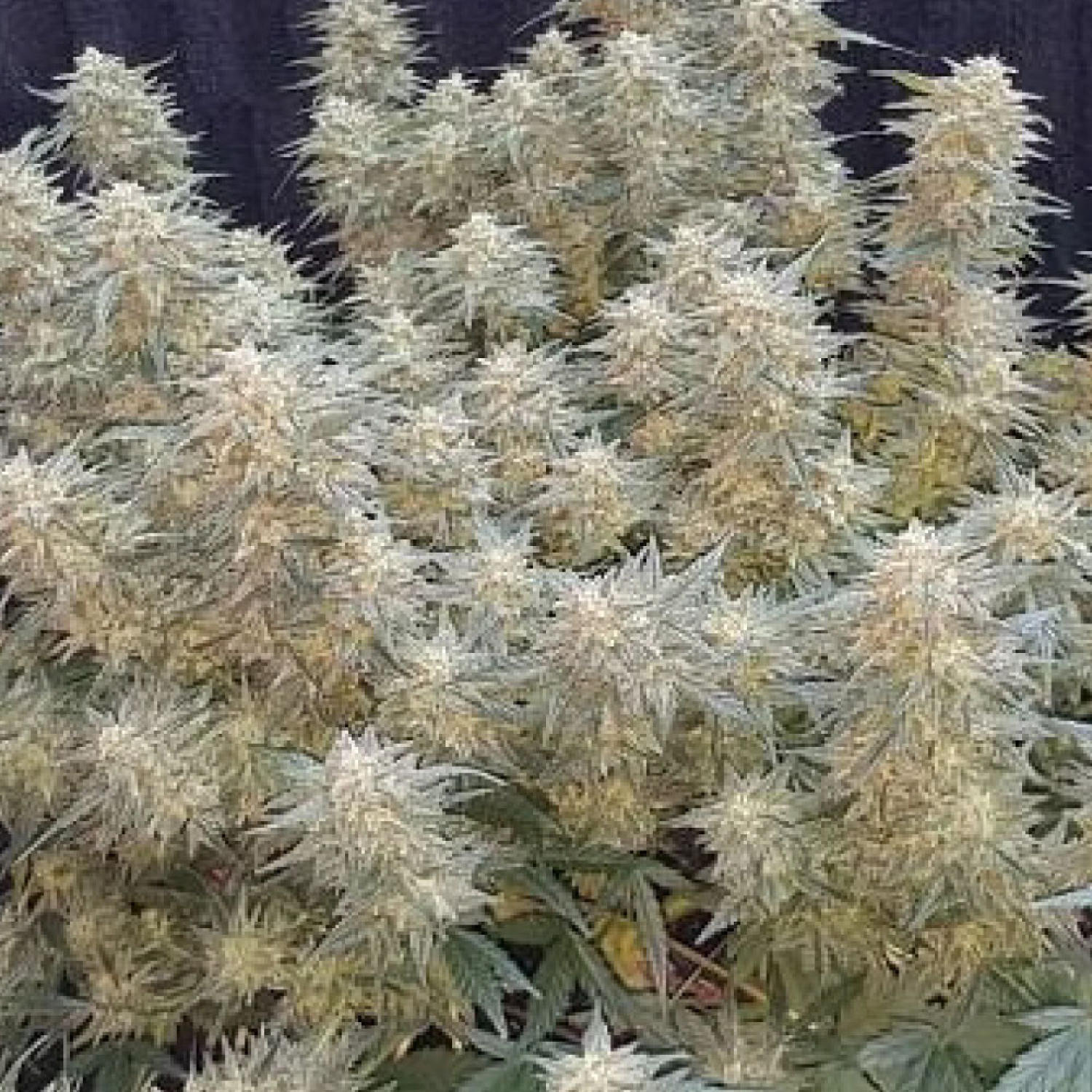 Strawberry Cheesecake Auto Strain Info / Strawberry Cheesecake Auto