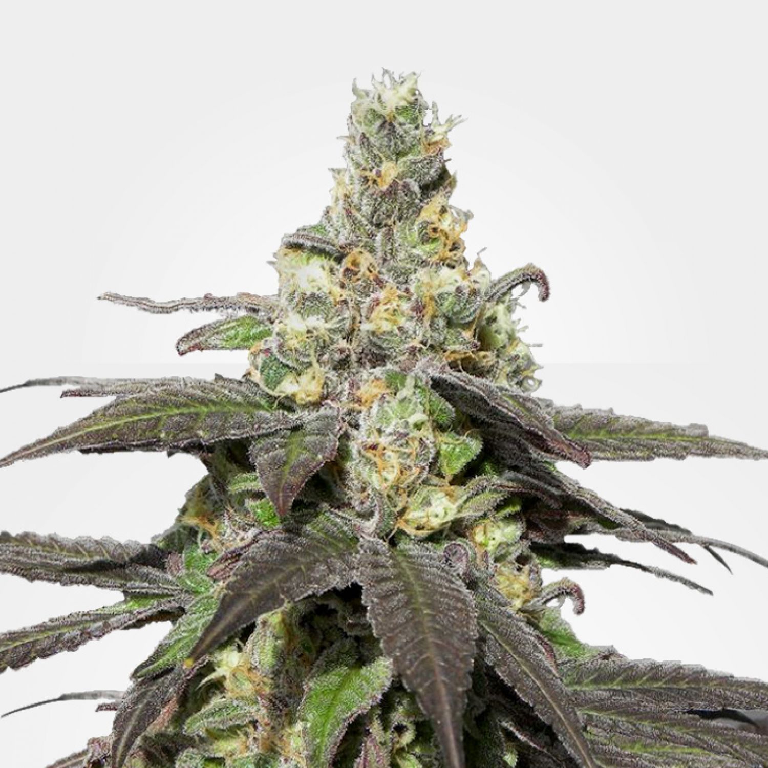 Wedding Cake Strain Info / Wedding Cake Weed By MSNL - GrowDiaries