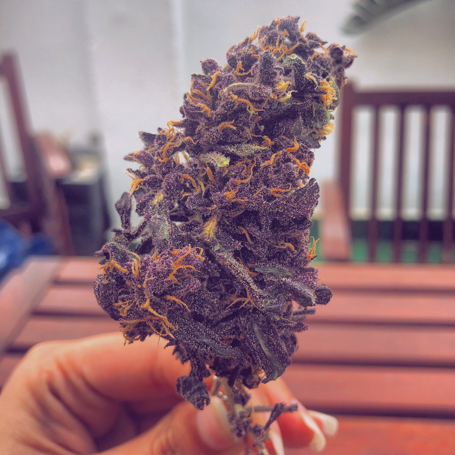 Purplediol Auto CBD Strain Info / Purplediol Auto CBD Weed By Elite