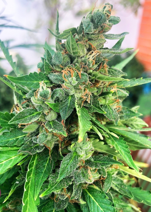 Goliat Auto Strain Info / Goliat Auto Weed By Elite Seeds GrowDiaries