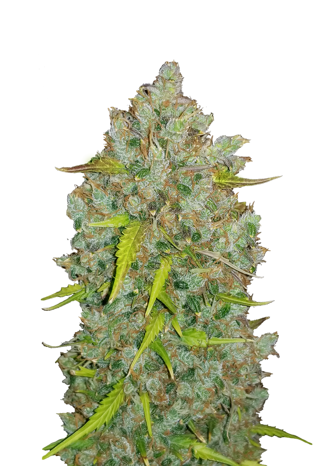 Bubblegum Cannabis Strain - Bubble Gum Kush Review - High Yields