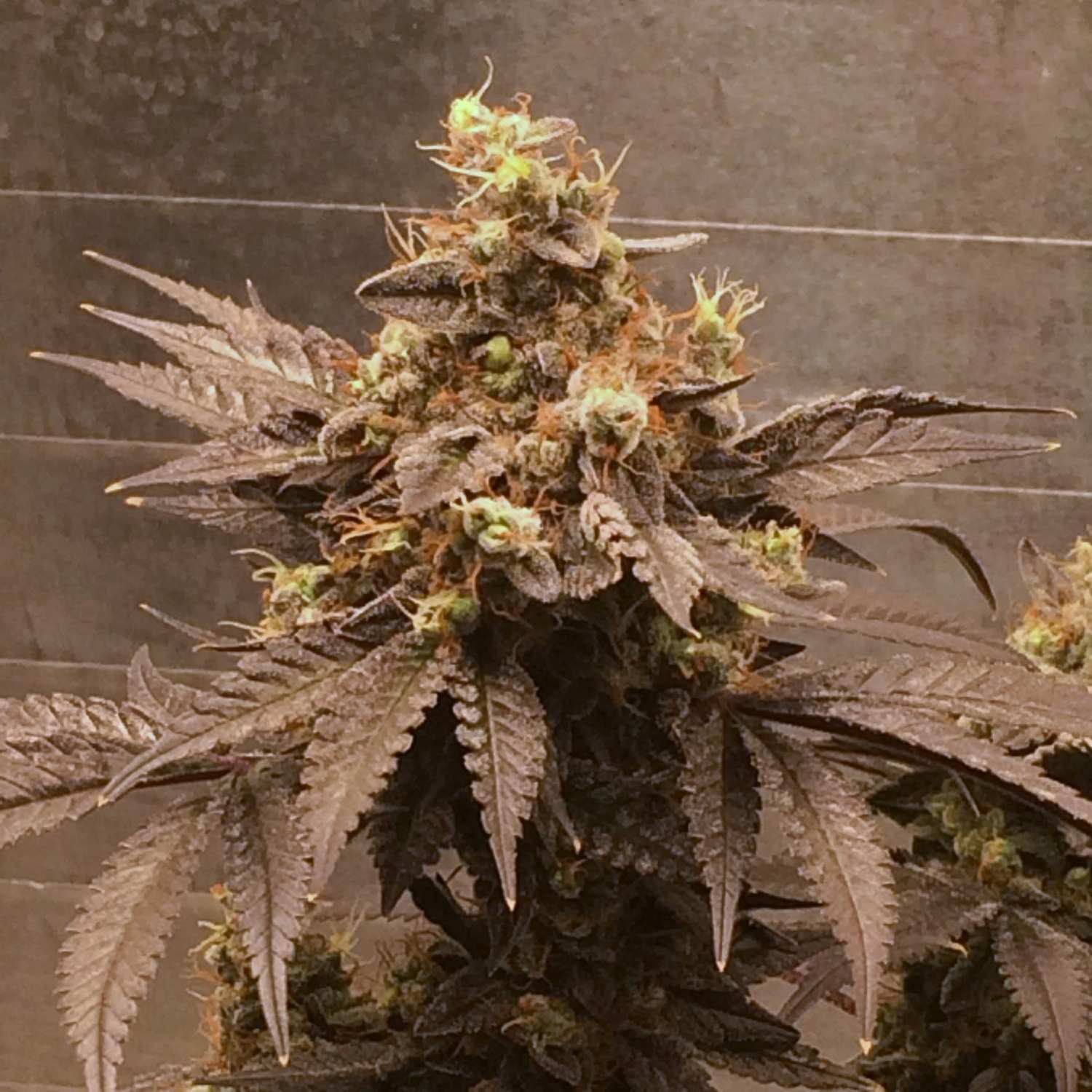 Gelato Zkittlez Feminized Strain Info / Gelato Zkittlez Feminized Weed