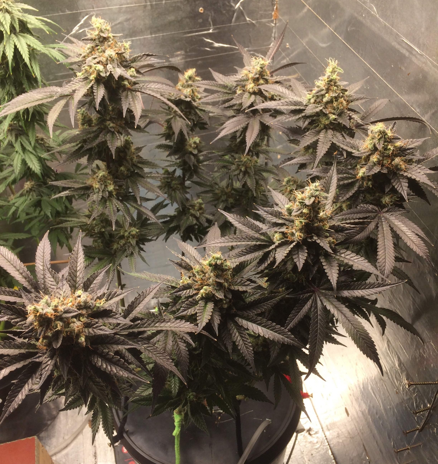 Gelato Zkittlez Feminized Strain Info / Gelato Zkittlez Feminized Weed