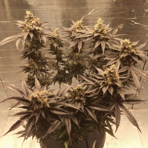 Gelato Zkittlez Feminized Strain Info / Gelato Zkittlez Feminized Weed By Club Riot Seeds