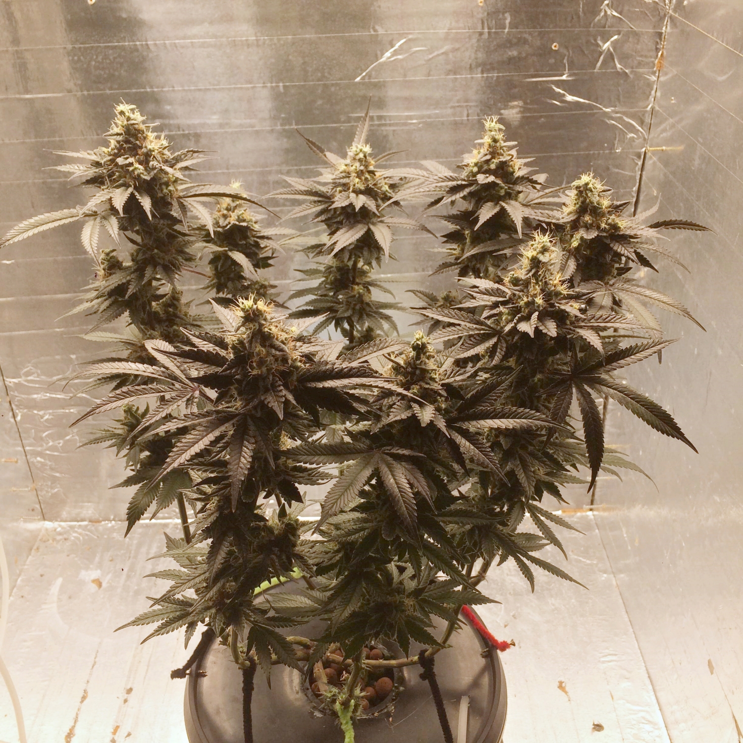 Gelato Zkittlez Feminized Strain Info / Gelato Zkittlez Feminized Weed