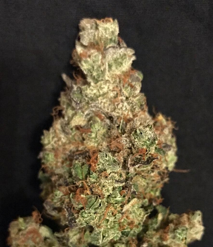 Gelato Zkittlez Feminized Strain Info / Gelato Zkittlez Feminized Weed