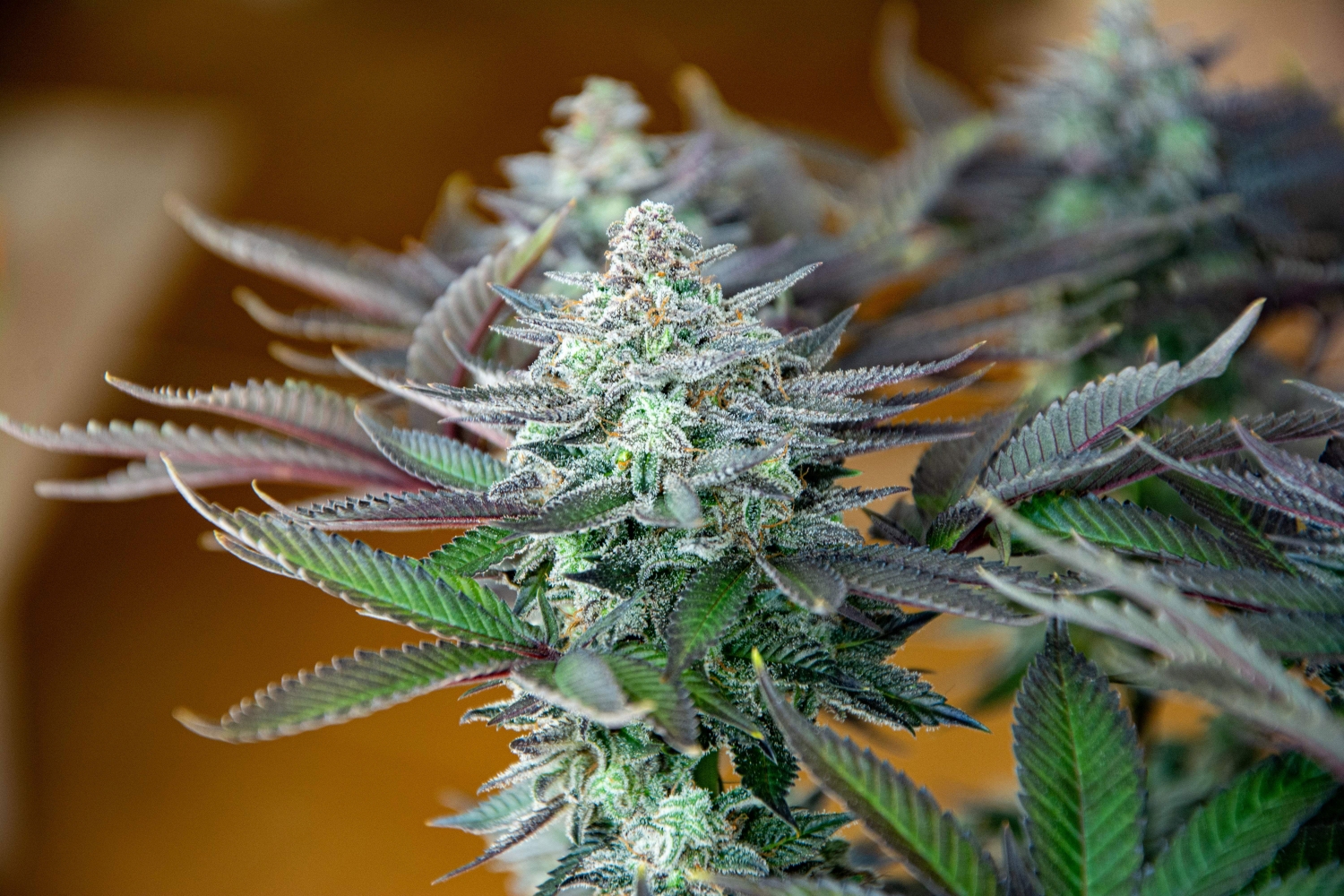 Gelato Zkittlez Feminized Strain Info / Gelato Zkittlez Feminized Weed By Club Riot Seeds