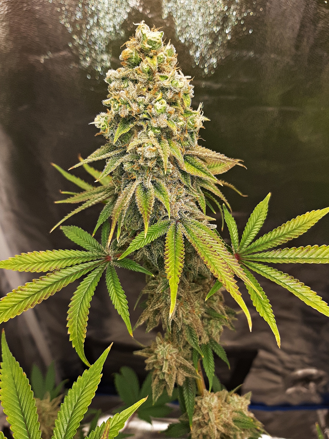 Zkittlez Feminized / Club Riot Seeds strain info GrowDiaries