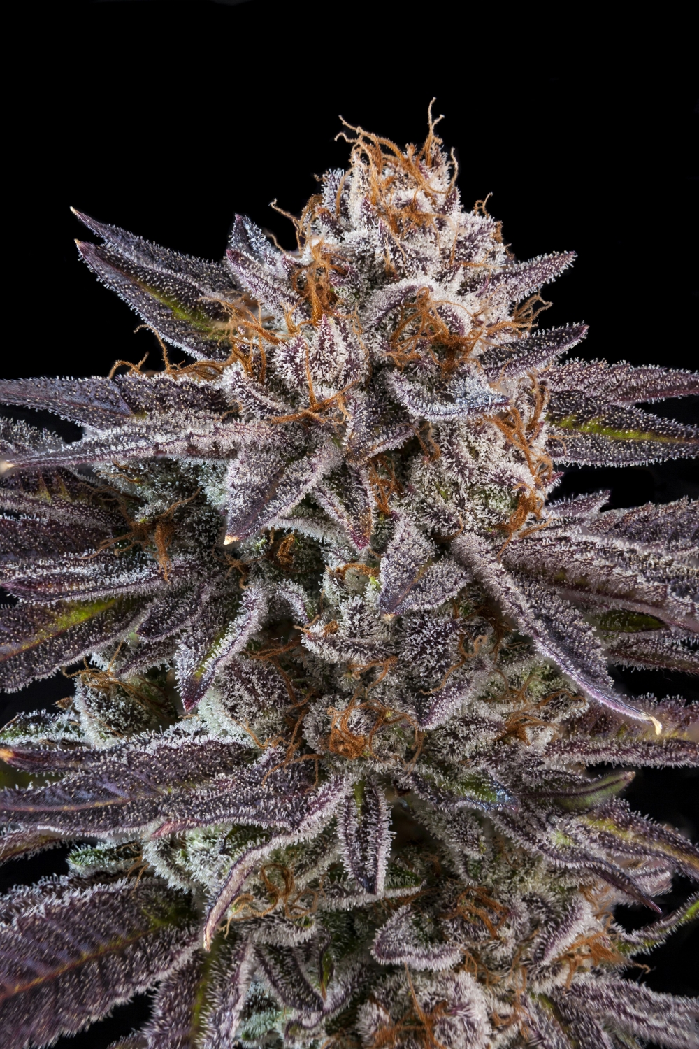 O M G Ripper Seeds Strain Info Growdiaries