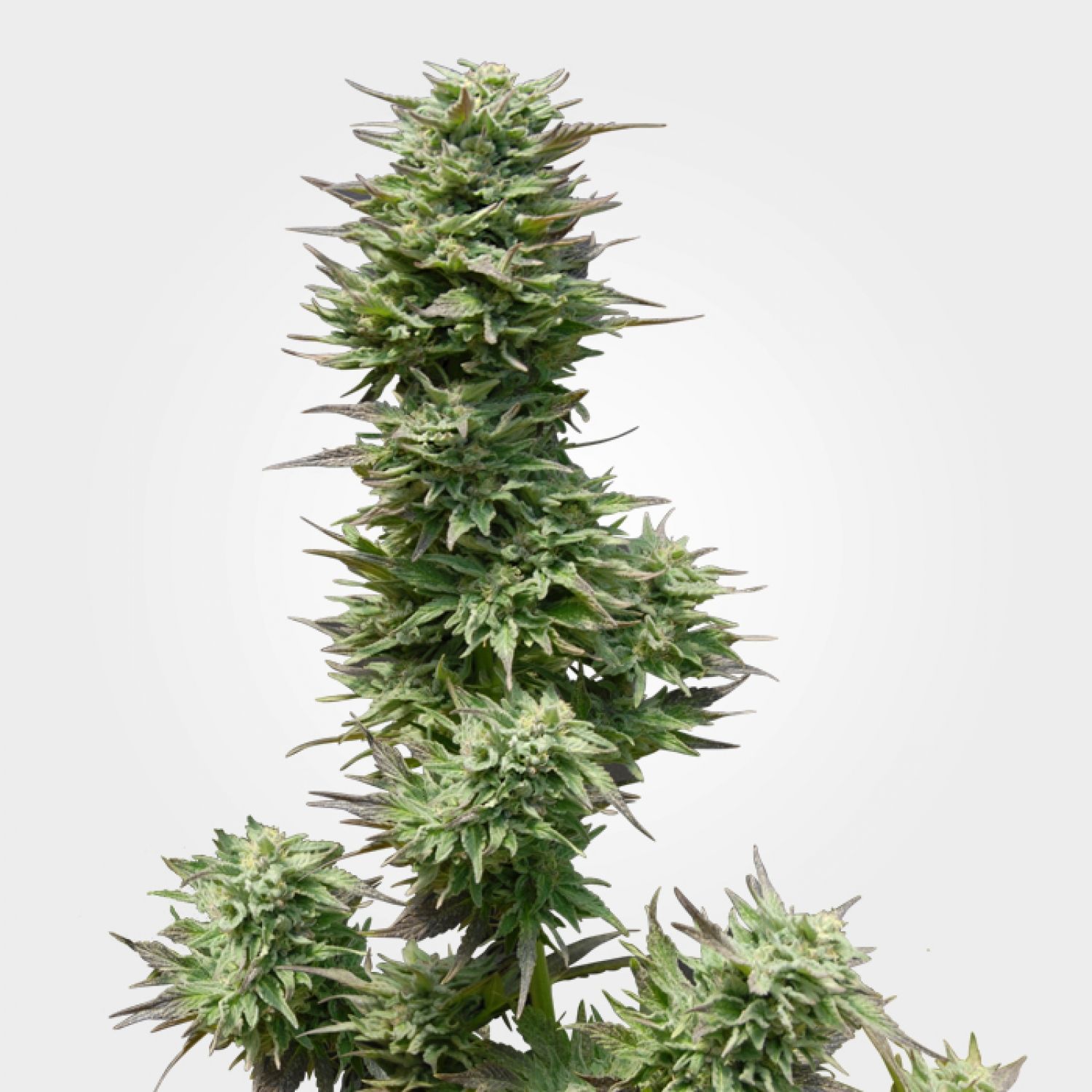 Sunset Sherbet Strain Info / Sunset Sherbet Weed By MSNL GrowDiaries