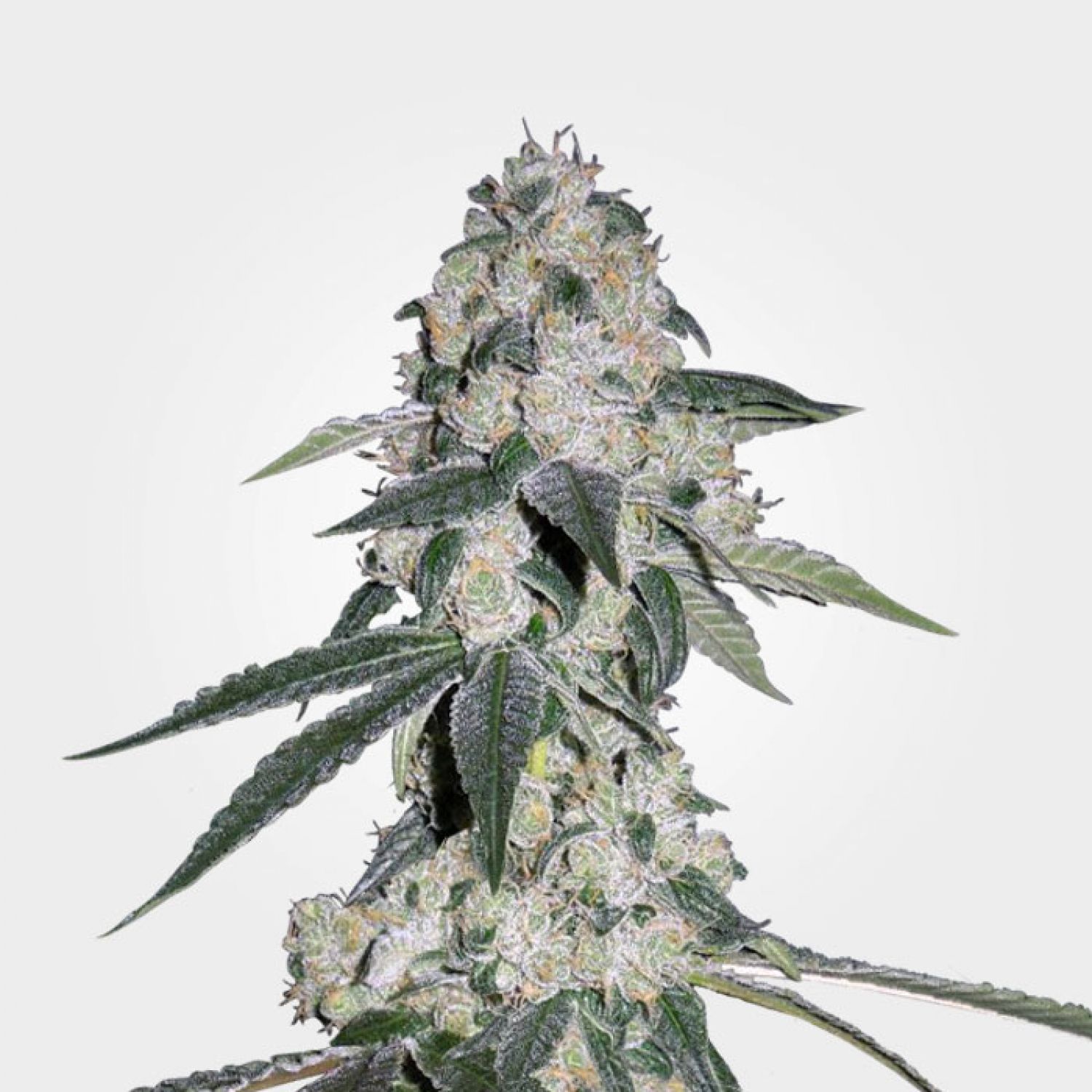 CBD Queen Strain Info / CBD Queen Weed By MSNL GrowDiaries
