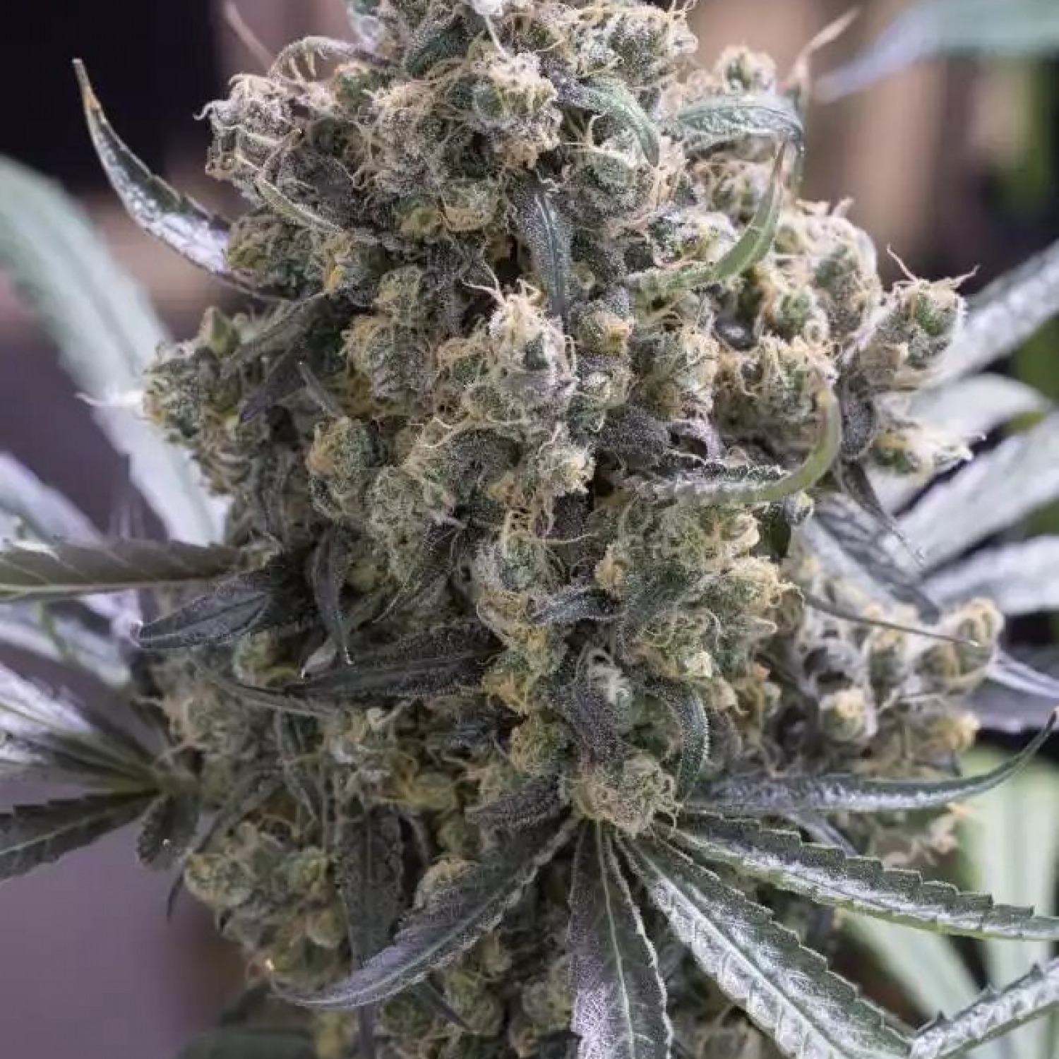 Fast Flowering Green Crack / Humboldt Seeds strain info GrowDiaries