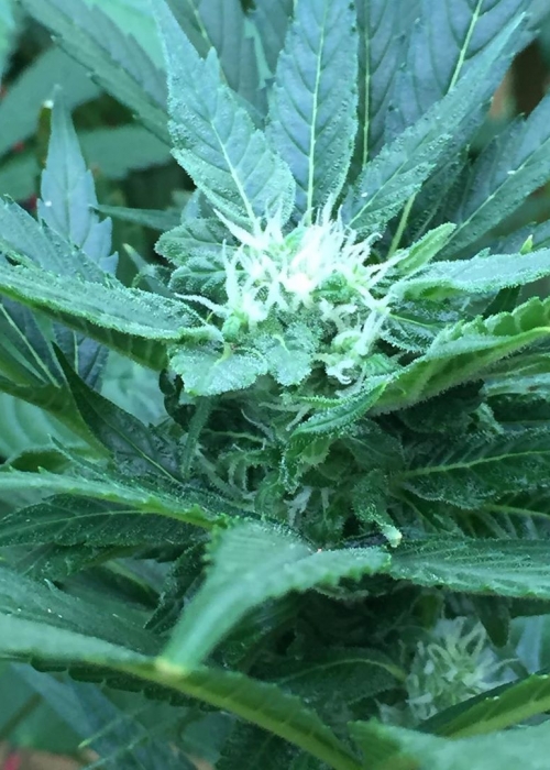 Purps Strain Info / Purps Weed By 710 GrowDiaries