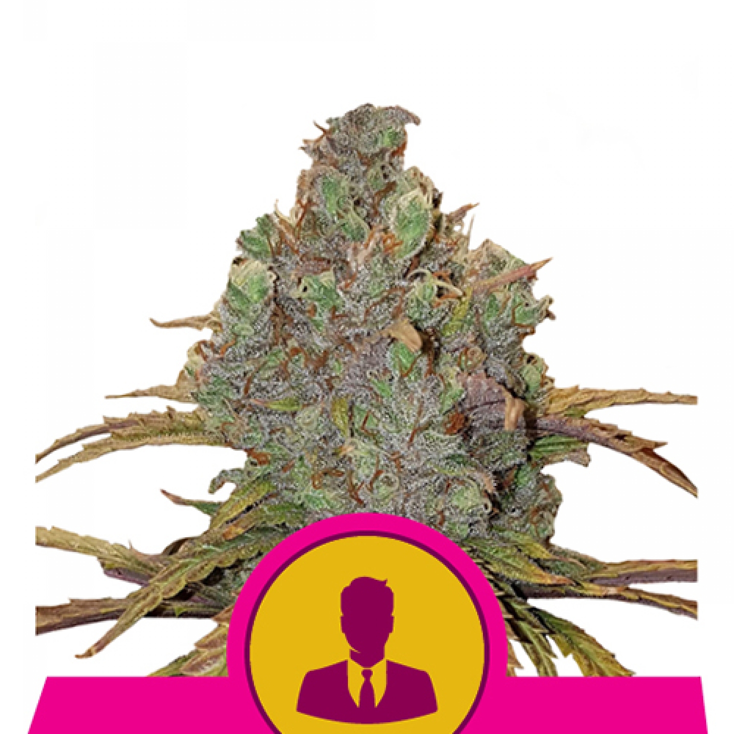 el-patron-royal-queen-seeds-strain-info-growdiaries