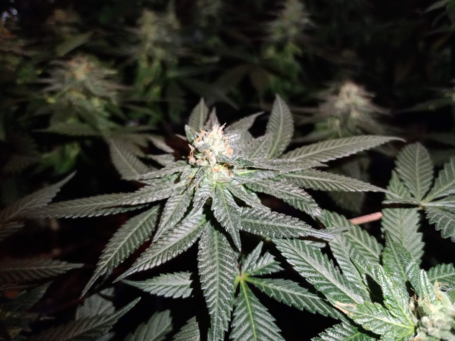 Triple G Strain Info / Triple G Weed By Royal Queen Seeds GrowDiaries