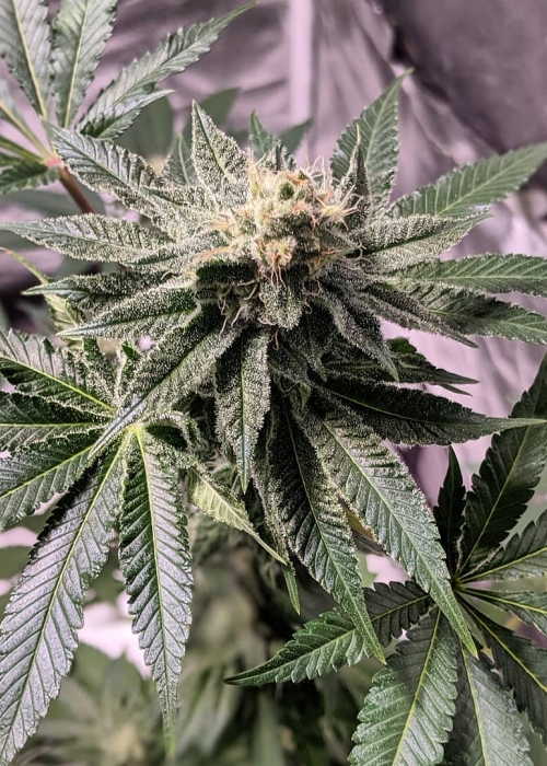 Apollo Xx Brothers Grimm Seeds Strain Info Growdiaries