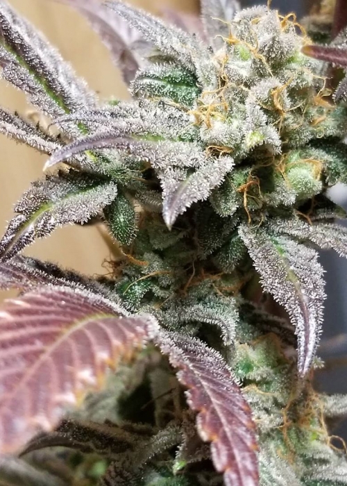 Apollo Xx Brothers Grimm Seeds Strain Info Growdiaries