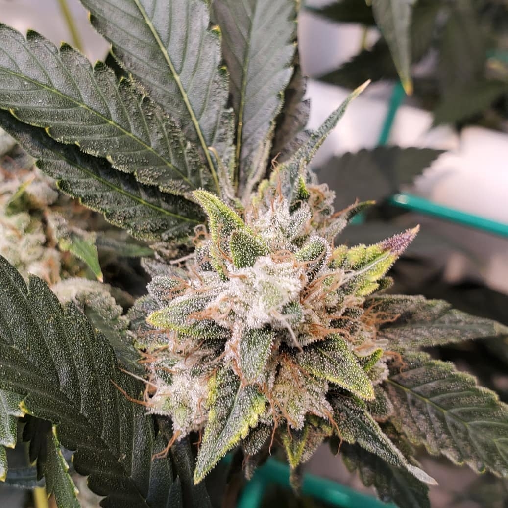 roid-rage-strain-info-roid-rage-weed-by-dark-horse-genetics-growdiaries