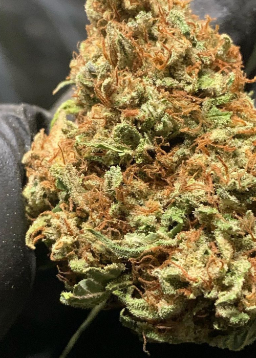 Dark Horse breeder. Seed bank info GrowDiaries