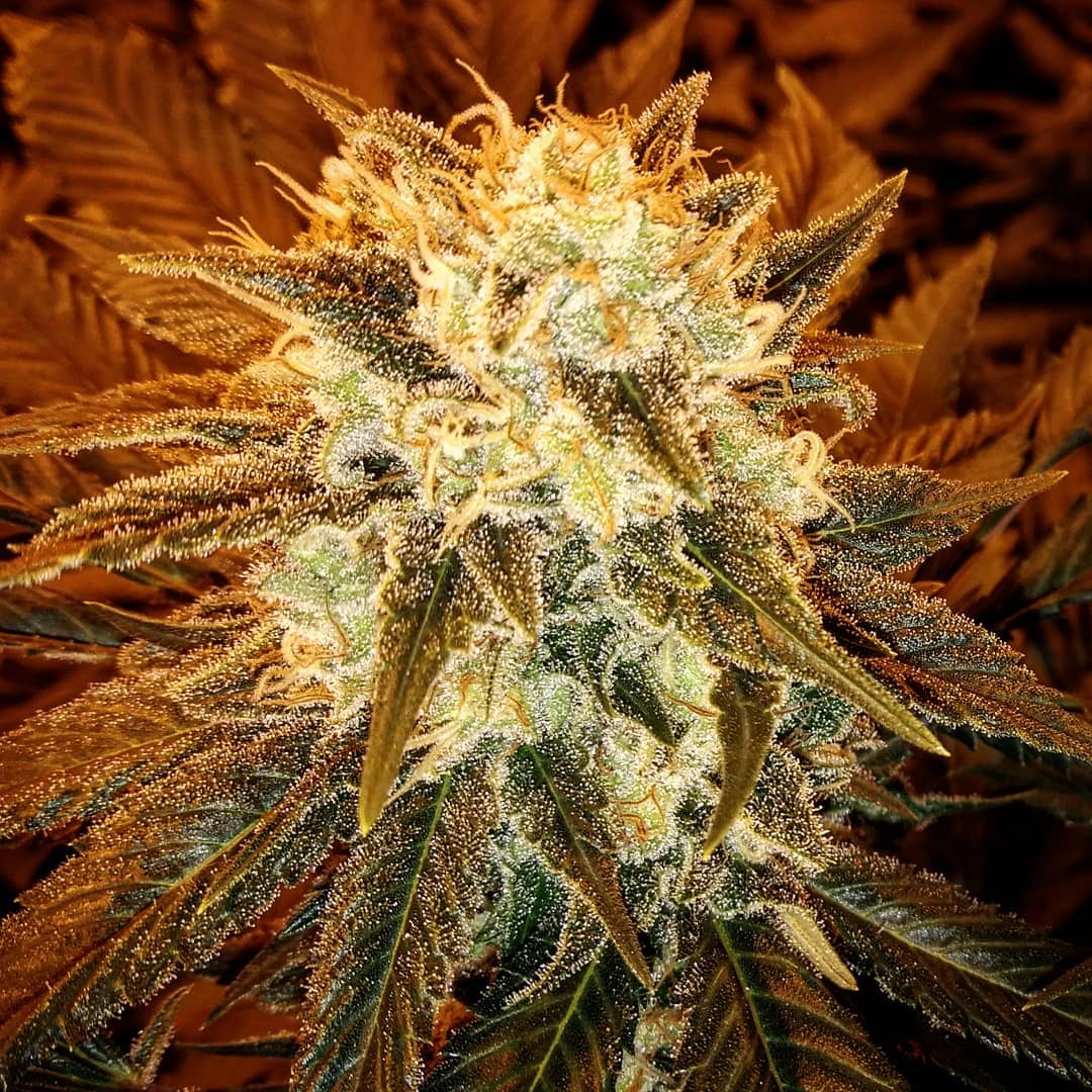 Strawberry Shortcake Strain Info / Strawberry Shortcake Weed By Dark