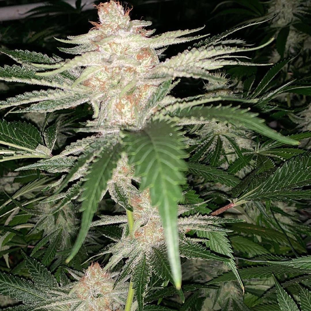 Joe's Lemonade F2 Strain Info / Joe's Lemonade F2 Weed By Dark Horse