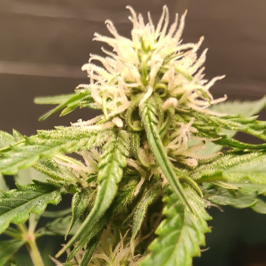 Guys Girl Scout Cookie Glue Auto Strain Info / Guys Girl Scout Cookie