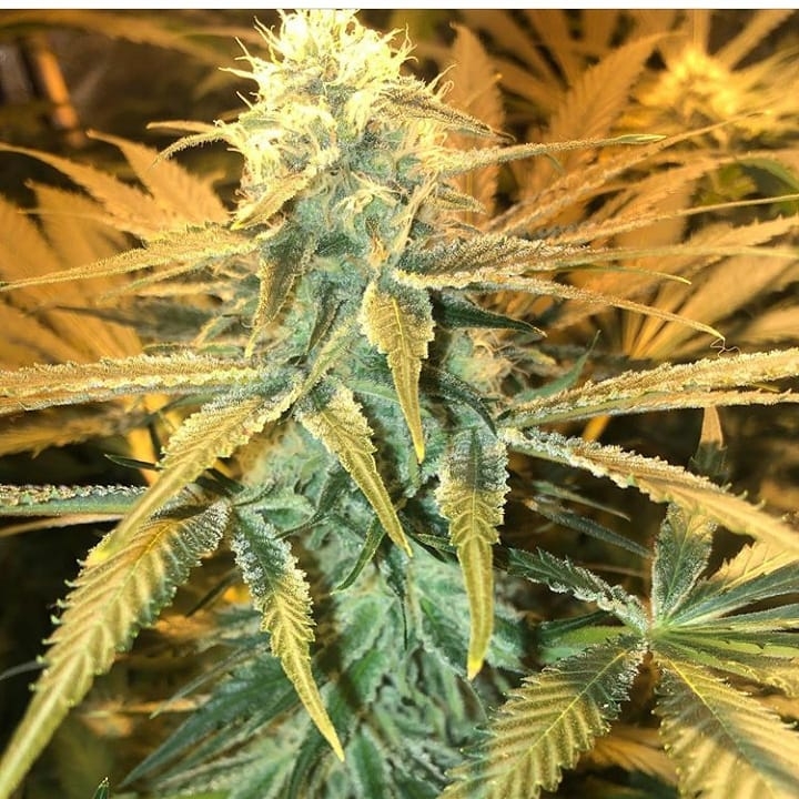 Phantom Cookies Domina / Garden of Green strain info ...