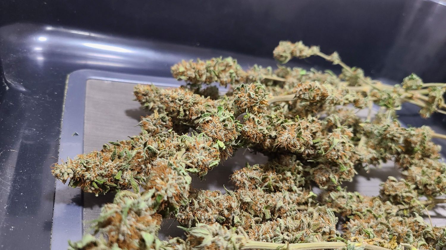 Sherbet Strain Info / Sherbet Weed By Garden of Green GrowDiaries