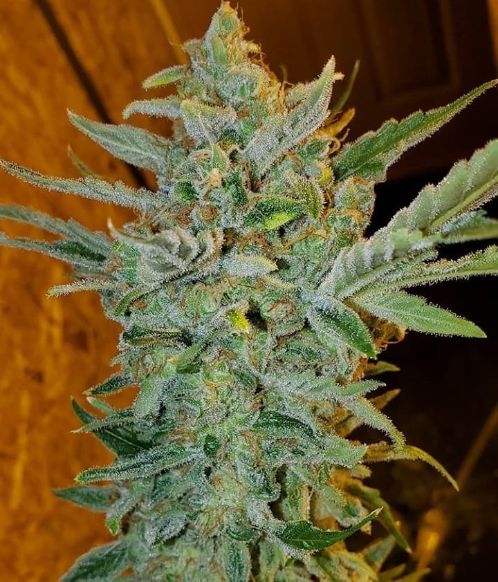 Gas Cake Marijuana Strain Information & Reviews | AllBud