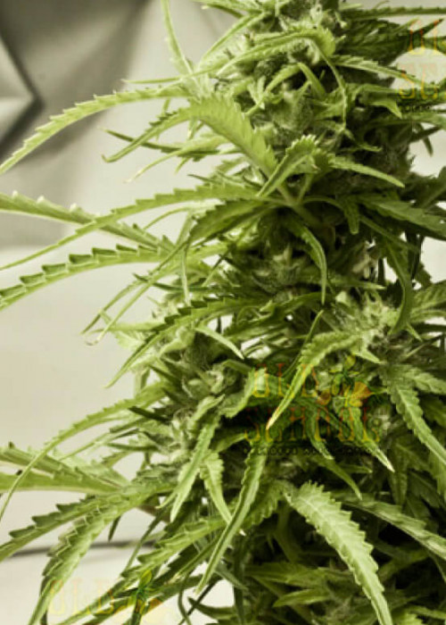 Cherry Haze Strain Info / Cherry Haze Weed By Reeferman seeds GrowDiaries