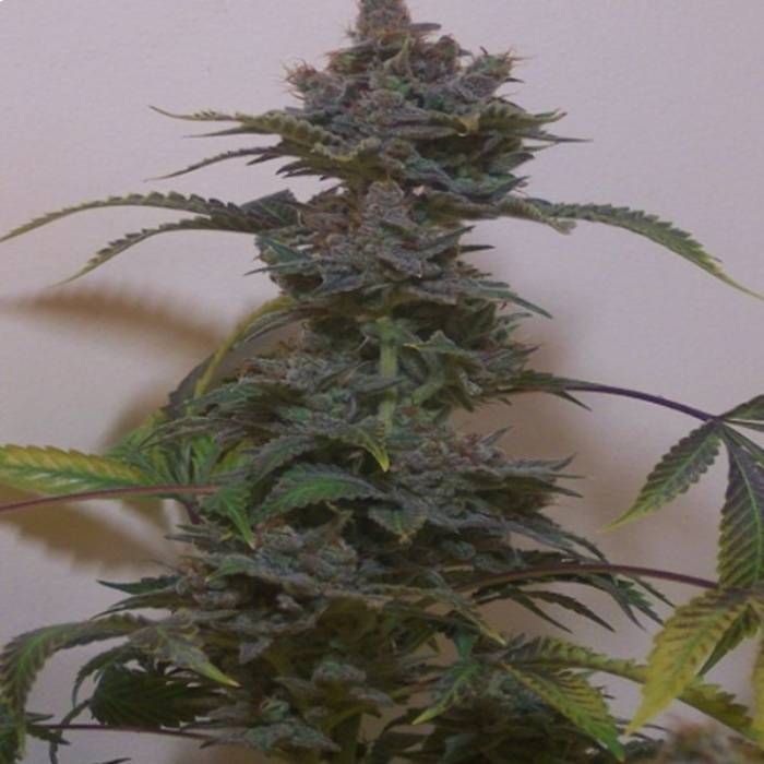Black Russian Strain Info / Black Russian Weed By Hazeman Seeds