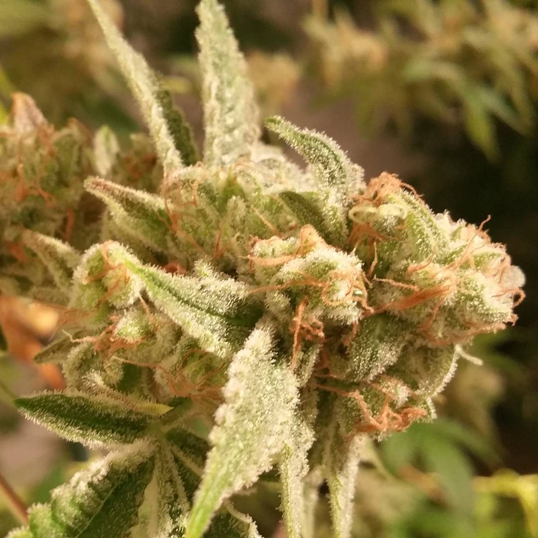Sour Grapes Strain Info / Sour Grapes Weed By Hazeman Seeds GrowDiaries