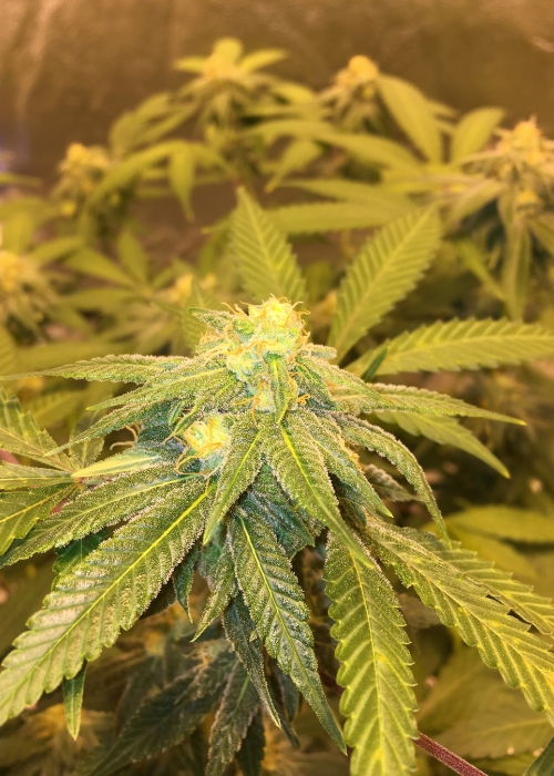 Sour Grapes Strain Info / Sour Grapes Weed By Hazeman Seeds GrowDiaries