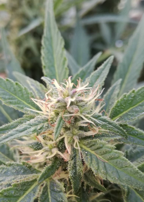 Zombie Rasta Hero Seeds Strain Info Growdiaries Zombie Rasta Hero Seeds Strain Info Growdiaries