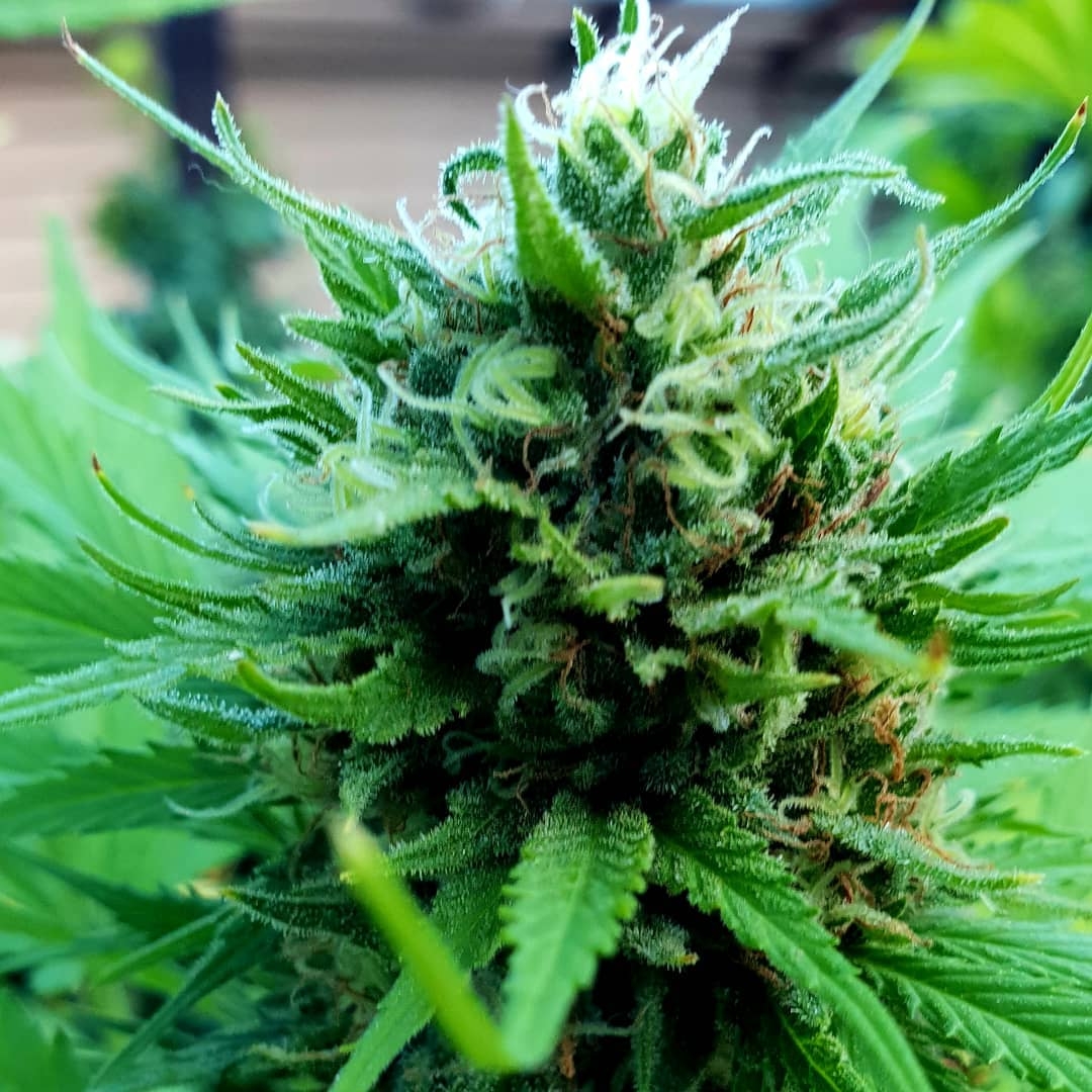 Zombie Rasta Hero Seeds Strain Info Growdiaries Zombie Rasta Hero Seeds Strain Info Growdiaries