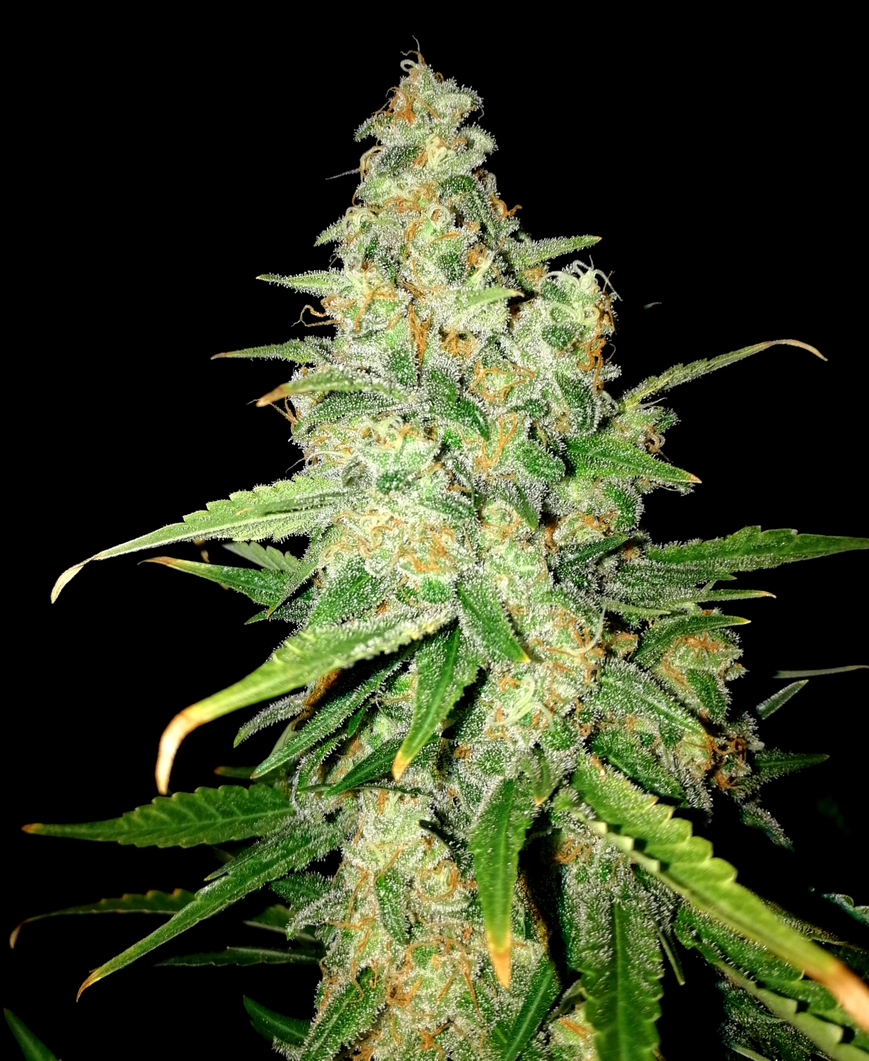 Zkittlez Strain Info / Zkittlez Weed By Lineage GrowDiaries