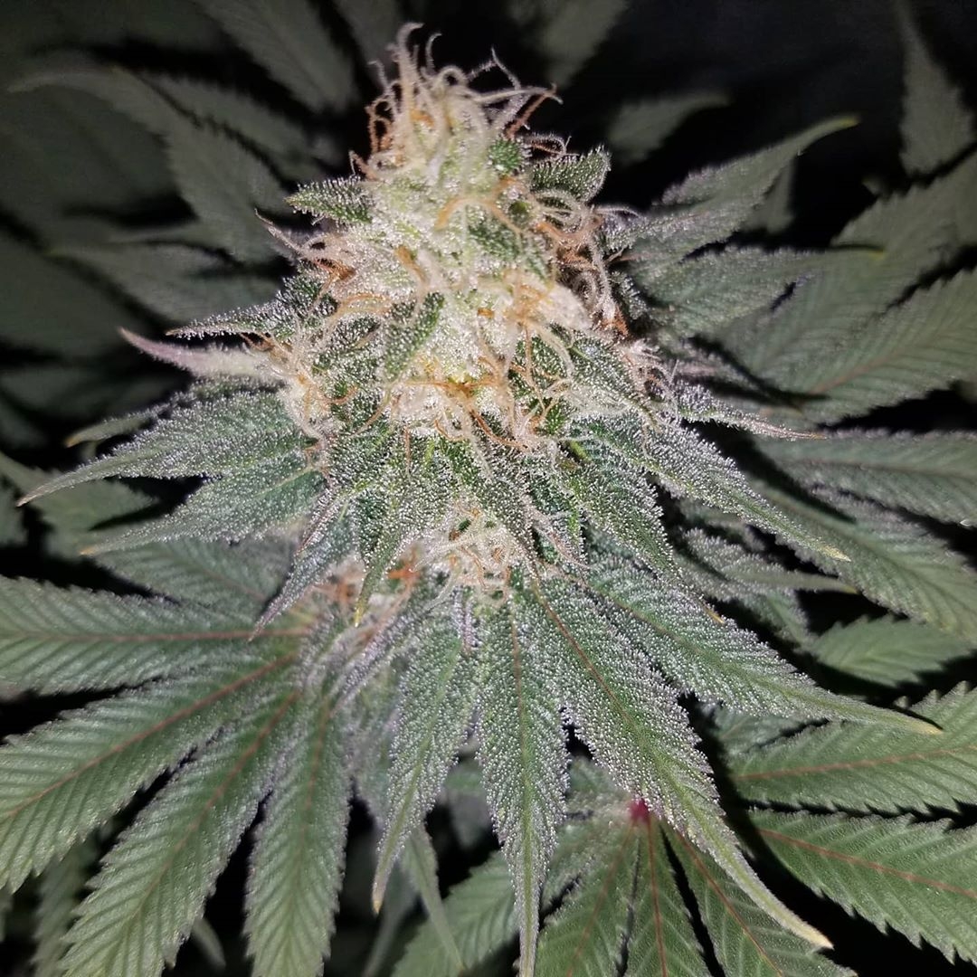 Loud Dream Loud Seeds Strain Info GrowDiaries
