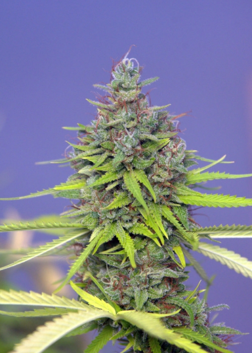 2112 Old Mendo Haze x Chelumbian Strain Info / 2112 Old Mendo Haze x