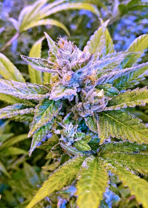 2112 Old Mendo Haze x Chelumbian Strain Info / 2112 Old Mendo Haze x