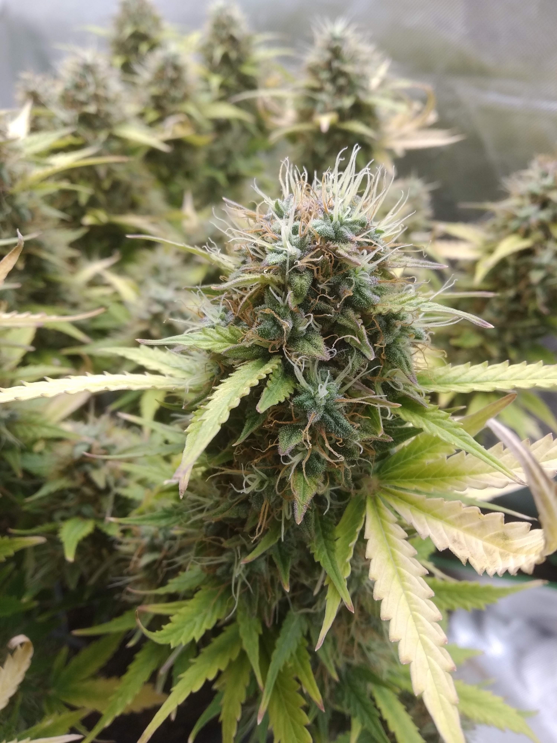 Auto Nyc Diesel Quebec Cannabis Seeds Qcs Strain Info Growdiaries