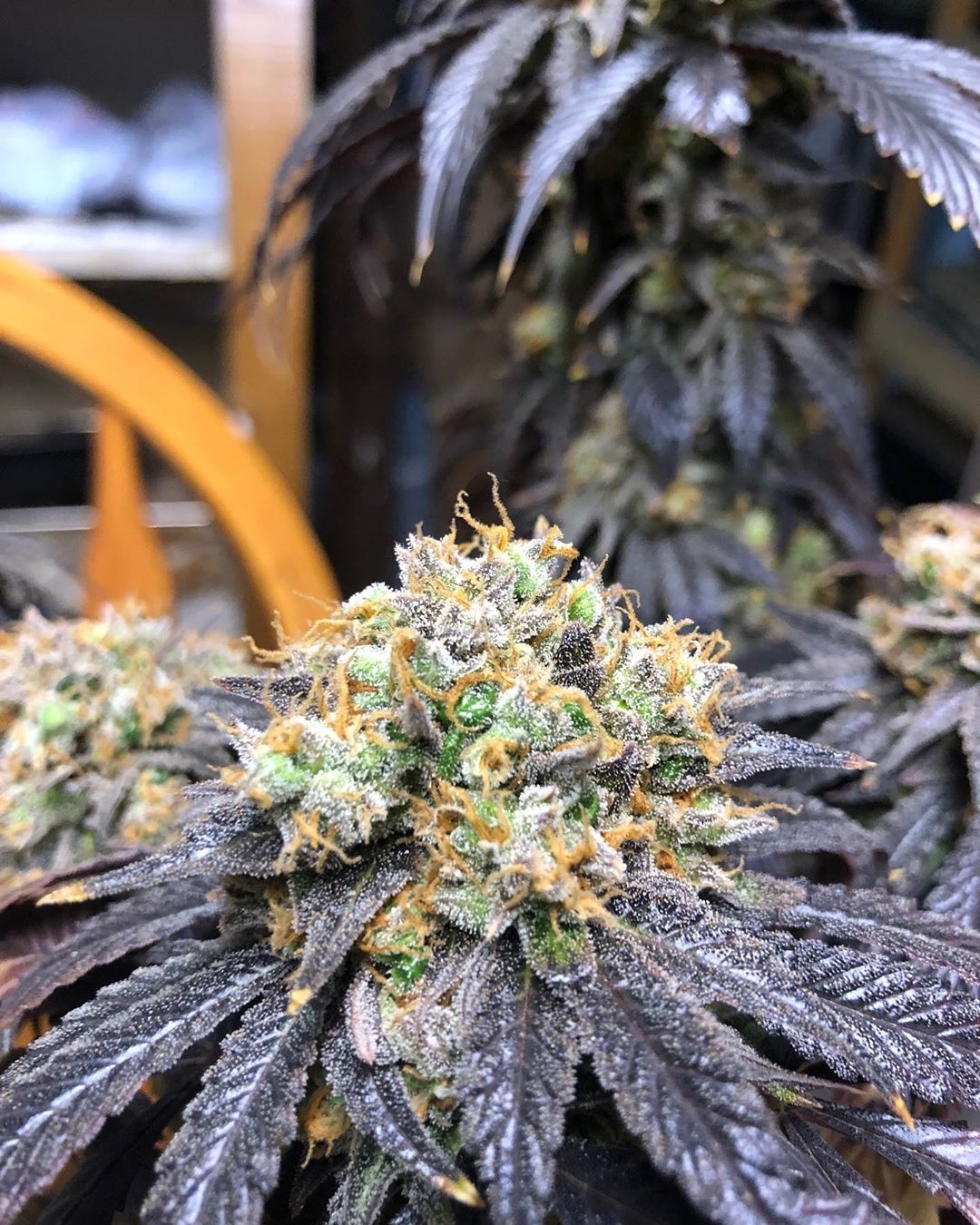 Candy Kush Strain Info / Candy Kush Weed By Quebec Cannabis Seeds QCS