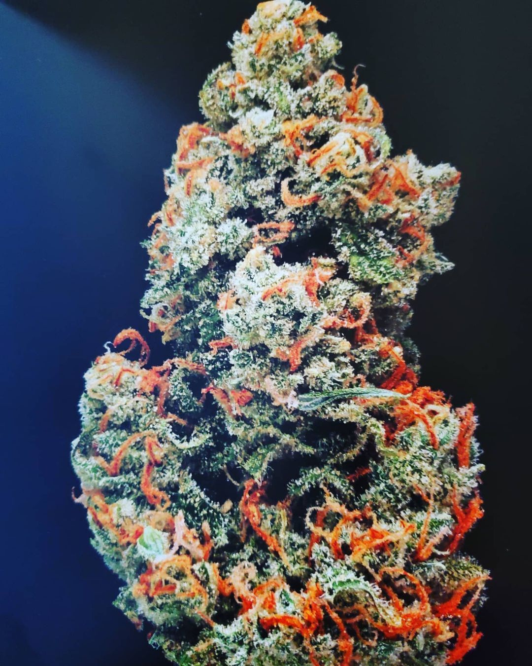 Auto Jack Herer Strain Info / Auto Jack Herer Weed By Quebec Cannabis