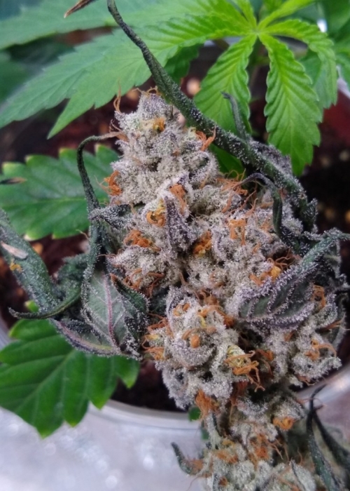 Purple Roc Berry Auto V2s Roc Bud Inc Genetics Strain Info Growdiaries