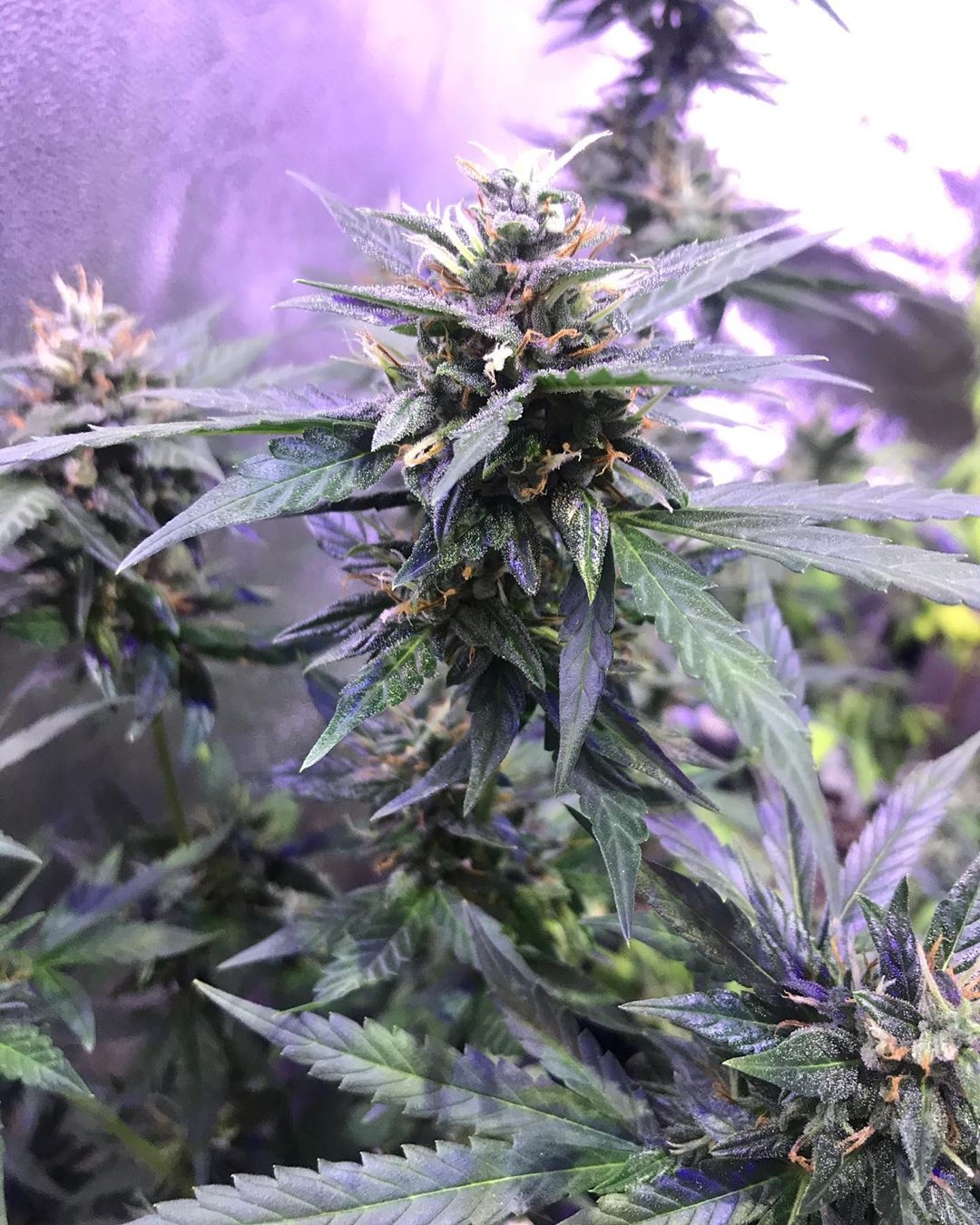 Strawberry Auto Strain Info / Strawberry Auto Weed By