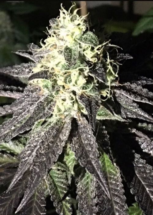 Pheno Finder Seeds strains rating GrowDiaries